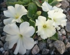Primula allioni 'Aire Waves' - 8cm pot TS